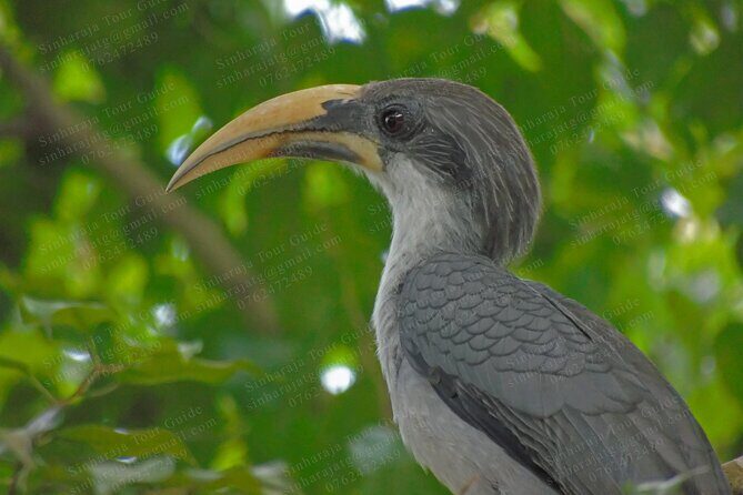 Bird Watching Tours in Sinharaja Rain Forest - Sinharaja Forest Entrance: what the guided walk is really like