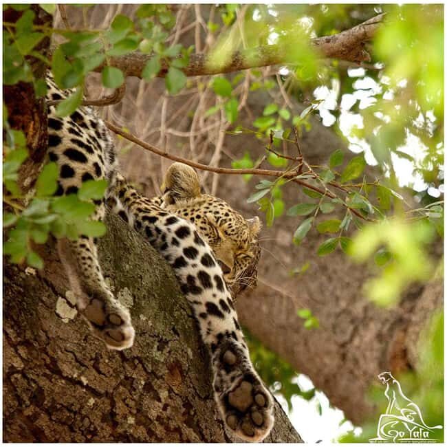 Budget Yala Safari with Accomadation & Meals Included - Who should book this budget Yala safari