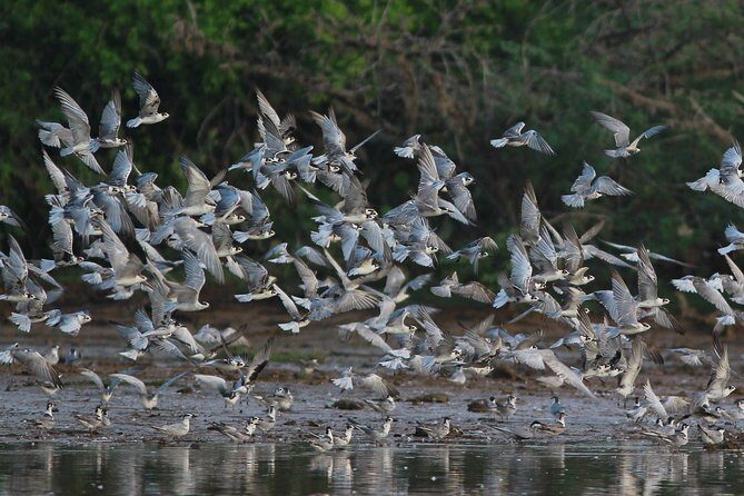 Bundala Birding Paradise - All Inclusive Tour - Key moments that make this tour tick