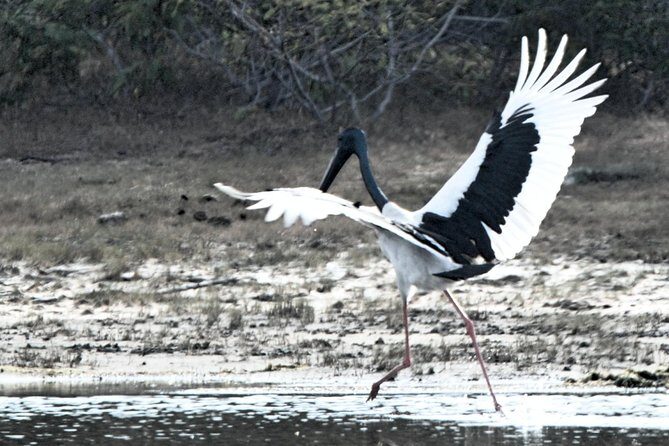 Bundala Birding Paradise - All Inclusive Tour - Bundala Birding Paradise: what you’re really paying for