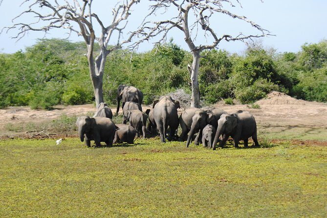 Bundala Birding Paradise - All Inclusive Tour - What happens at Kamal Safari Bundala Park