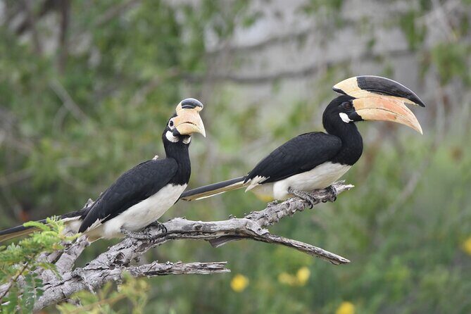 Bundala Birding Paradise - All Inclusive Tour - Yala Wild Safaris and the birding-focused flow inside the park