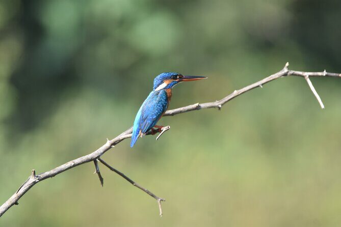 Bundala Birding Paradise - All Inclusive Tour - Group size and what it feels like in the real world