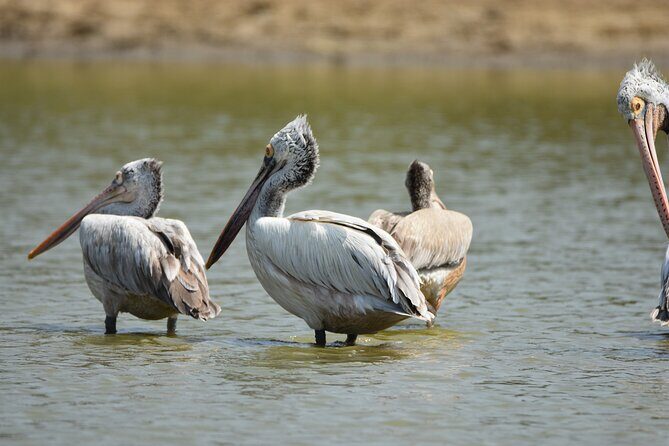 Bundala Birding Paradise - All Inclusive Tour - Comfort vs authenticity: the trade-off you should understand
