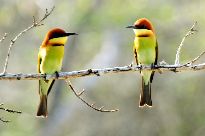 Bundala Birding Paradise - All Inclusive Tour - Price reality check: is $125 actually good value?