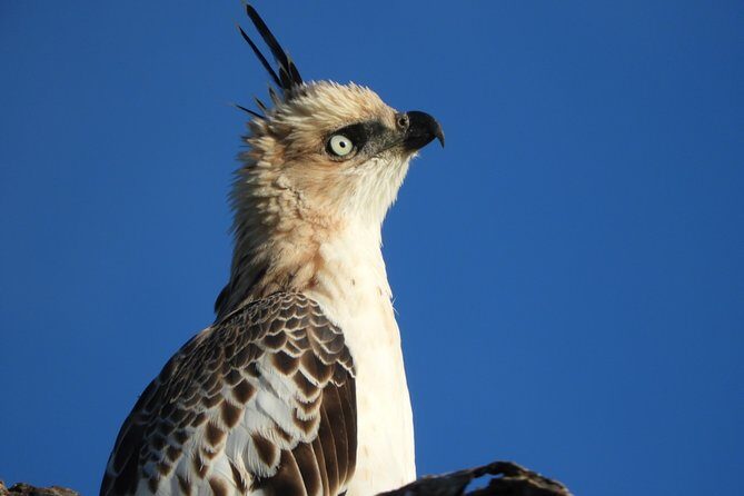 Bundala National Park Birds Watching Safari Tour - Key highlights from this Bundala birding safari