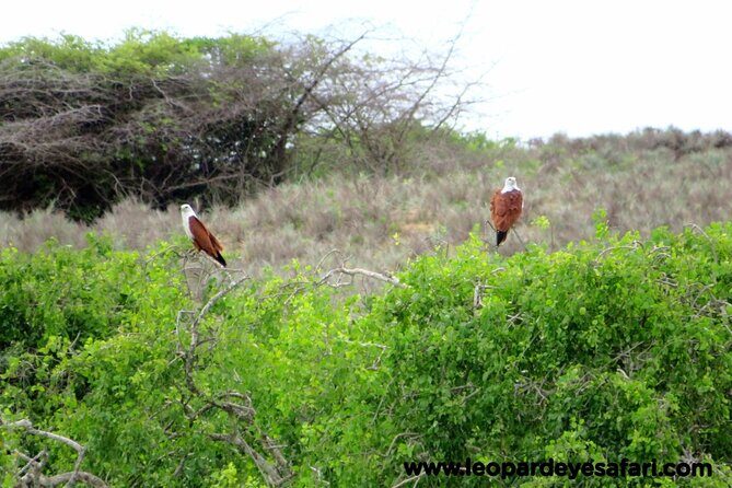 Bundala National Park Birds Watching Safari Tour - Birds Plus Crocodiles: Wildlife You Can Expect Beyond the Checklist