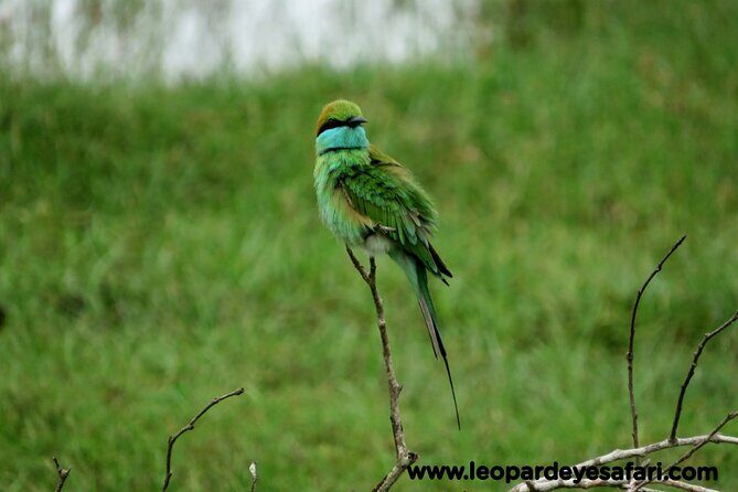 Bundala National Park Birds Watching Safari Tour - Price and What You Get for Around $34