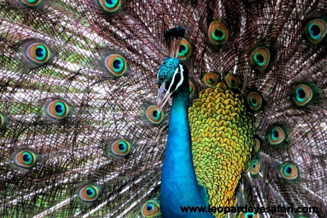 Bundala National Park Birds Watching Safari Tour - Best Time Logic: Bundala Runs Year-Round