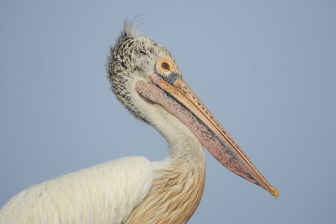Bundala National Park Birds Watching Safari Tour - Where Pickup Happens and How the 4 Hours Flows