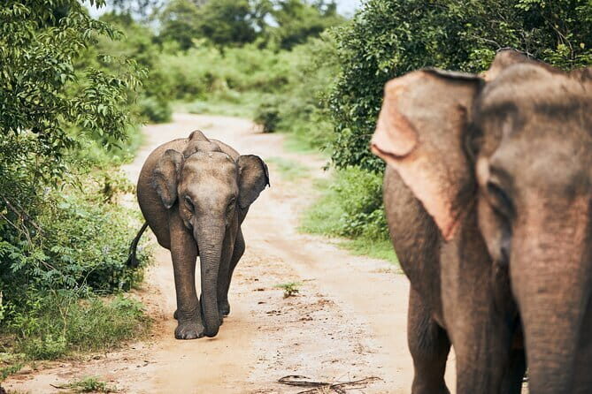 Bundala National Park by Ajith Safari - Key points before you go