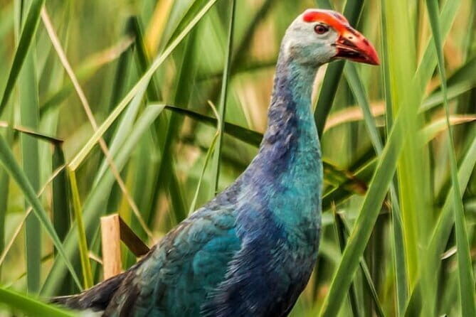 Bundala National Park by Ajith Safari - What you can realistically expect to see in Bundala