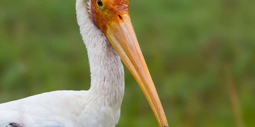 Bundala National Park Safari - Birding Paradise Tour - Key things that make this Bundala bird safari special