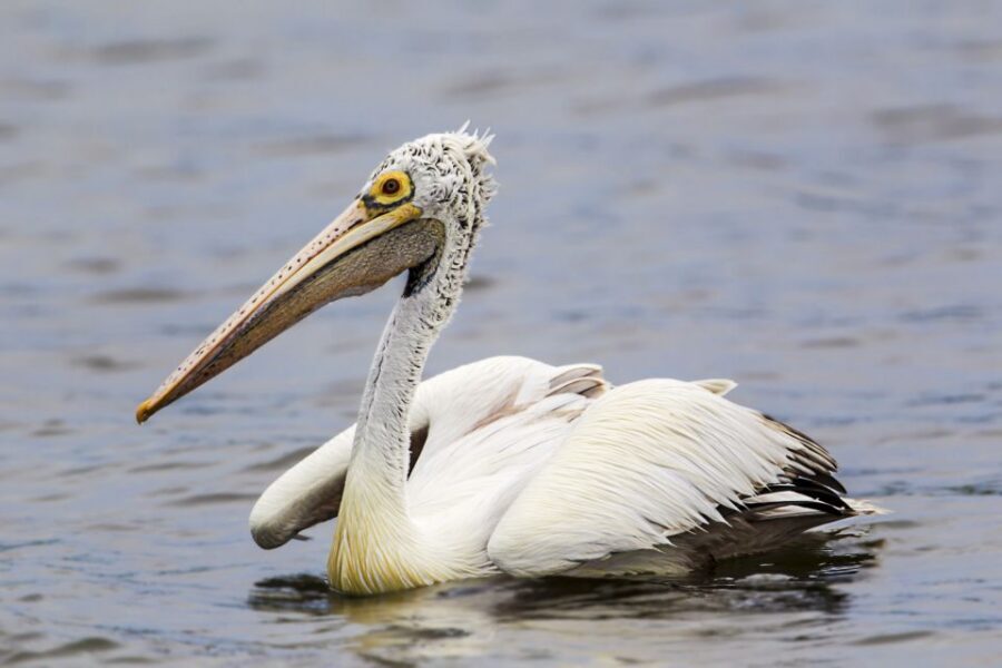 Bundala National Park Safari - Birding Paradise Tour - The guide matters: identification, pacing, and where you stop
