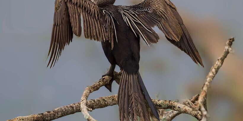 Bundala National Park Safari - Birding Paradise Tour - Price and park-entry reality check