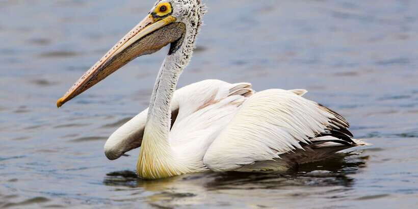 Bundala National Park Safari - Birding Paradise Tour - What you can realistically see in 3 hours