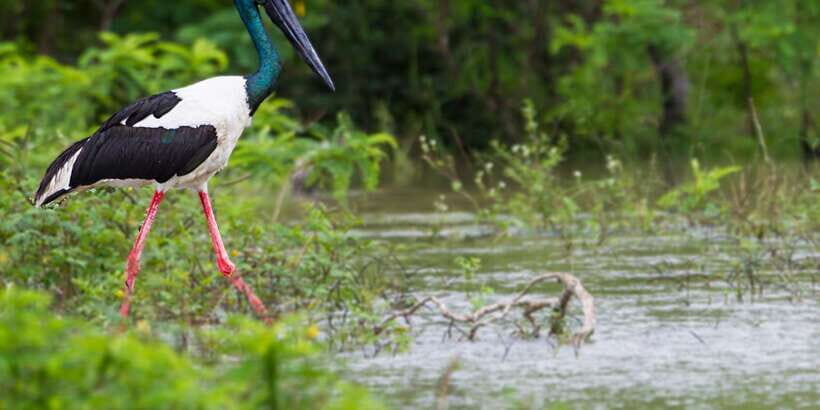 Bundala National Park Safari - Birding Paradise Tour - Meeting in Tissamaharama or at the Bundala gate
