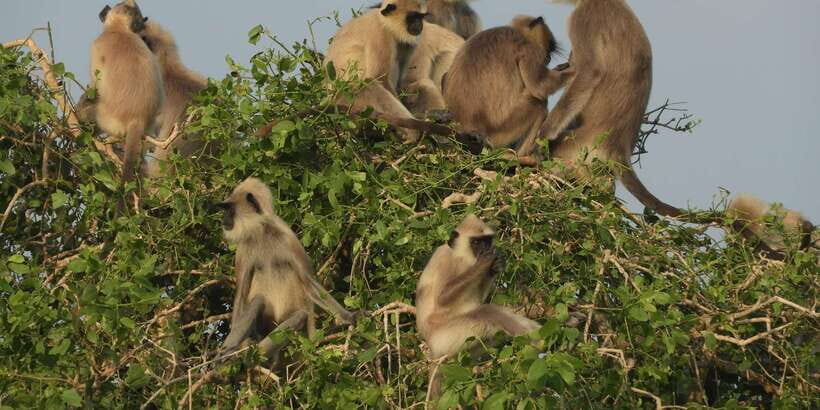 Bundala National Park Safari (PRIVATE TOURS) - Why Bundala’s wetland roads feel quieter (and better for spotting)