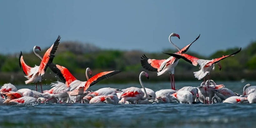 Bundala National Park Safari (PRIVATE TOURS) - Wildlife variety in 5 hours: what’s realistic to hope for