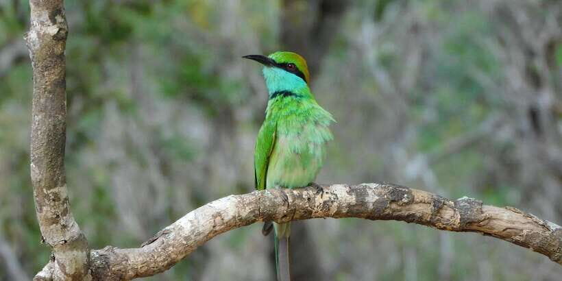 Bundala National Park Safari (PRIVATE TOURS) - Pickup to safari jeep: how the private format helps you