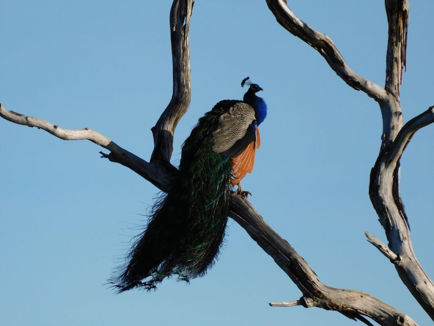 Bundala National Park Safari (PRIVATE TOURS) - Price and value: $36 for a private 5-hour safari, plus one extra ticket