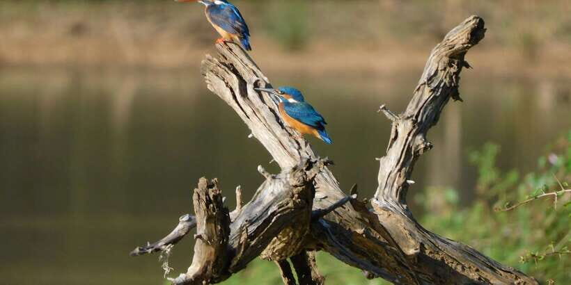 Bundala National Park Safari (PRIVATE TOURS) - Who this Bundala safari suits best (and who might rethink it)