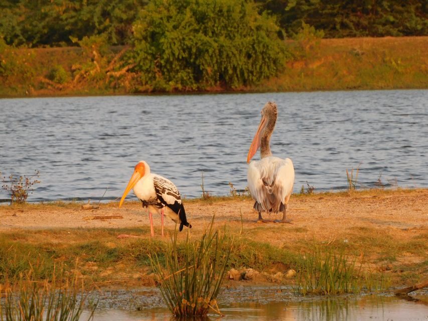 Bundala National Park Safari (PRIVATE TOURS) - Should you book this Bundala private safari?