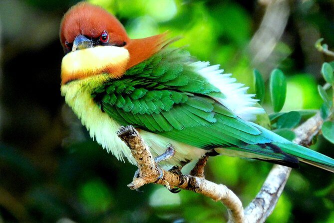 Bundala National Park Safari (PRIVATE TOURS)- Morning & Afternoon - Why Bundala’s birding feels different from the usual safari