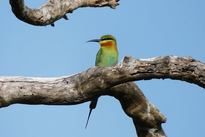 Bundala National Park Safari (PRIVATE TOURS)- Morning & Afternoon - What’s included on the safari drive (and what’s not)