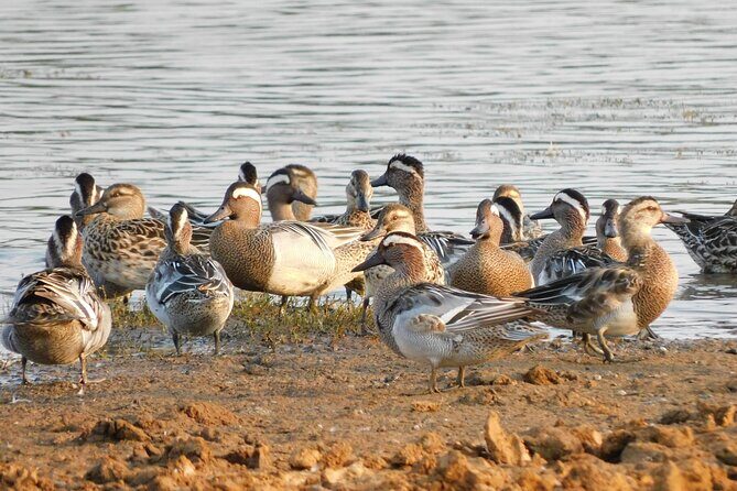 Bundala National Park Safari (PRIVATE TOURS)- Morning & Afternoon - Bundala National Park in 5 hours: how the drive usually plays out