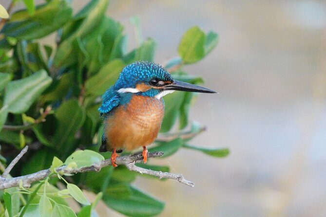 Bundala National Park Safari (PRIVATE TOURS)- Morning & Afternoon - Wildlife spotting tips that matter on this route