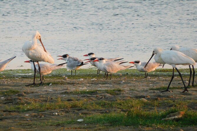 Bundala National Park Safari (PRIVATE TOURS)- Morning & Afternoon - The guide impact: why people rave about the spotting skills