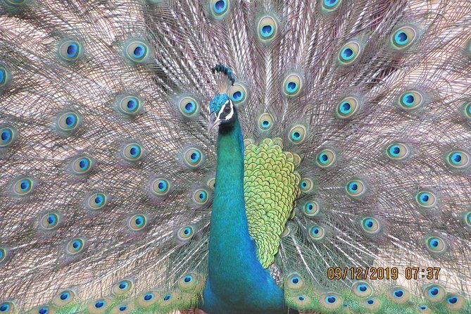 Bundala National Park Safari (PRIVATE TOURS)- Morning & Afternoon - Private jeep time: what you gain with a limited group