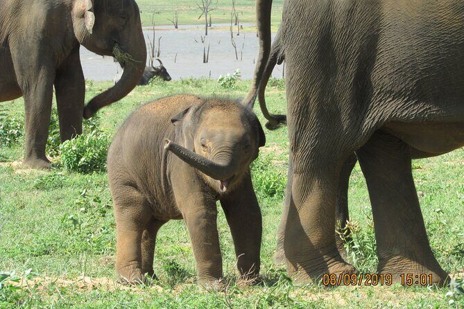 Bundala National Park : Safari Tour with Entrance tickets & Jeep - Key things that make this Bundala jeep safari worth it