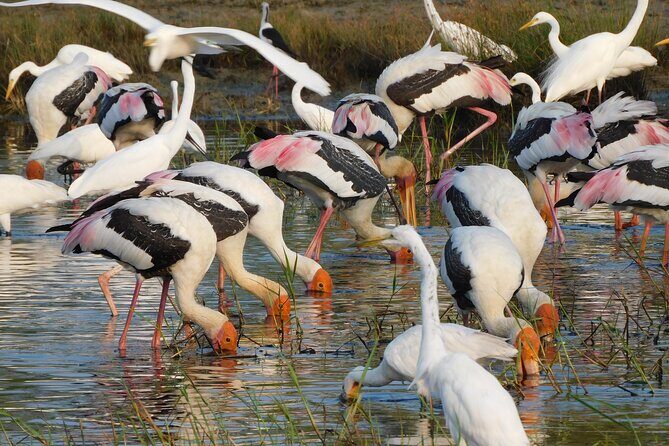 Bundala National Park : Safari Tour with Entrance tickets & Jeep - Bundala National Park: why this safari feels calmer than you expect