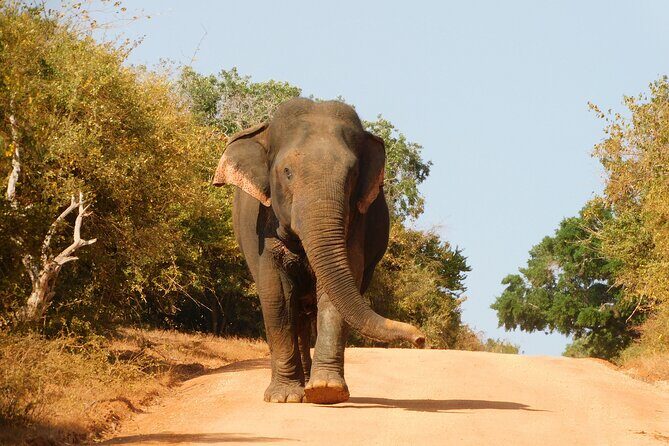 Bundala National Park : Safari Tour with Entrance tickets & Jeep - Wildlife highlights: flamingos, elephants, and the crocodile factor