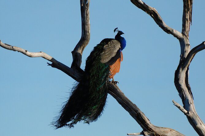 Bundala National Park : Safari Tour with Entrance tickets & Jeep - Birdwatching tips that actually help on a jeep safari