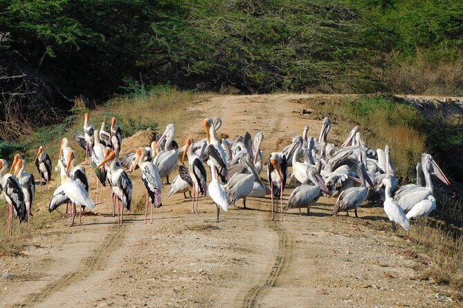 Bundala National Park : Safari Tour with Entrance tickets & Jeep - Weather and day-of conditions: when to worry, when to relax
