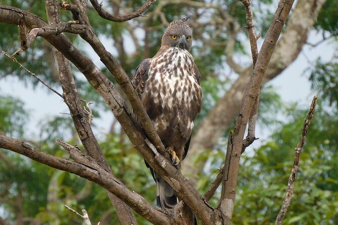 Bundala National Park : Safari Tour with Entrance tickets & Jeep - What you’re paying for: entrance, jeep safari, and the stuff that saves time