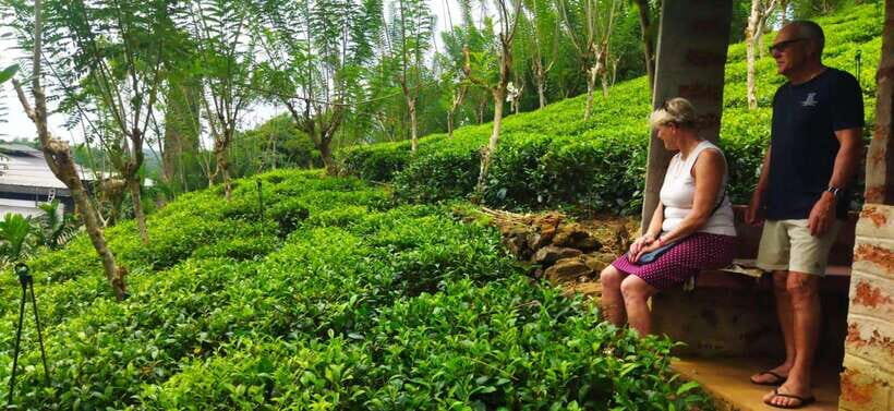 Ceylon Tea Experience from Colombo Port Passenger Terminal - Quick hits before you go