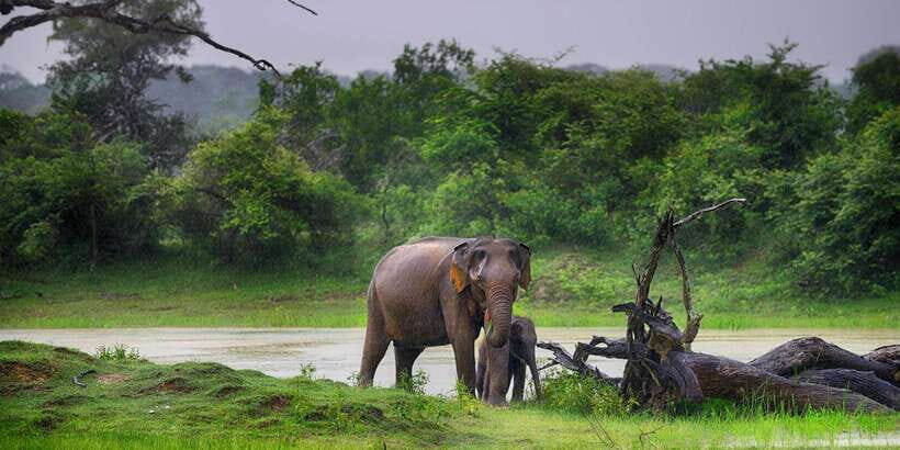 Colombo/Bentota/Kalutara/Ahungalla: Yala Safari Tour - Getting to Yala from Colombo/Bentota/Kalutara/Ahungalla: the drive sets the pace
