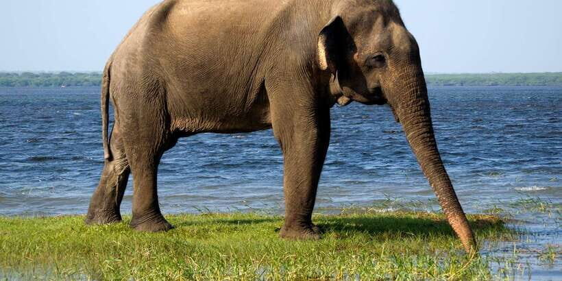 Colombo/Bentota/Kalutara/Ahungalla: Yala Safari Tour - Wildlife you can realistically expect in one day