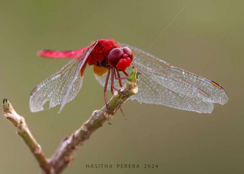 Colombo: Bird watching around Colombo-Guided Tour - 06 hours - Key highlights I’d plan around
