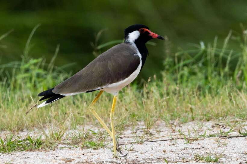 Colombo: Bird watching around Colombo-Guided Tour - 06 hours - Where you go: Colombo District wetlands, paddy fields, and forest patches