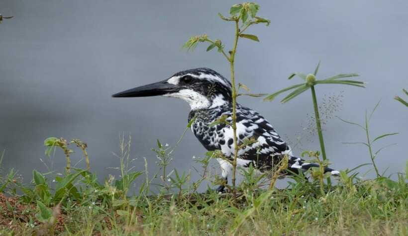 Colombo: Bird watching around Colombo-Guided Tour - 06 hours - Price value: what $76 per person buys you