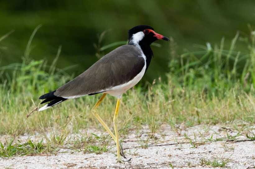 Colombo: Bird watching around Colombo-Guided Tour - 06 hours - What to bring (so you get more birds, not more headaches)