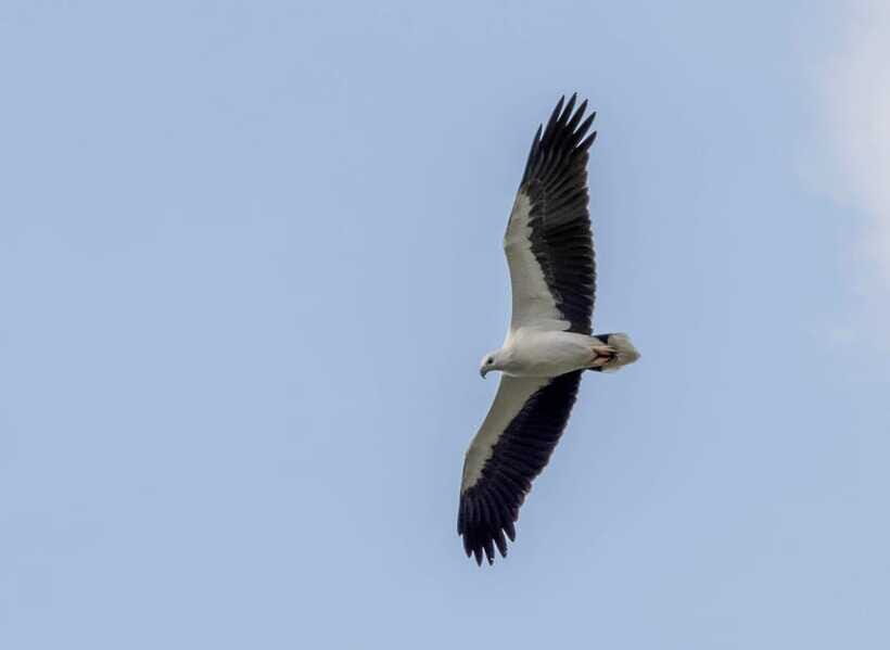Colombo: Bird watching around Colombo-Guided Tour - 06 hours - Who this Colombo bird watching tour suits best