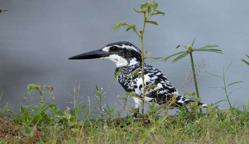 Colombo: Bird watching around Colombo-Guided Tour - 06 hours - Meet your bird guide: English naturalist Hasitha in the field