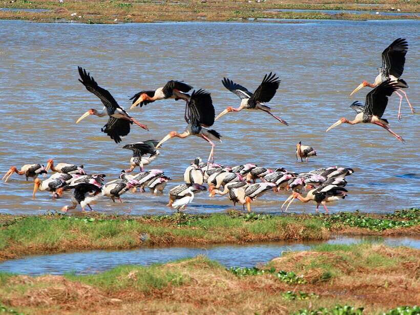 Colombo/Negombo: Muthurajawela & Dutch Canal Boat Adventure - Morning Pick-Up: 06:00 Timing in Colombo and Negombo