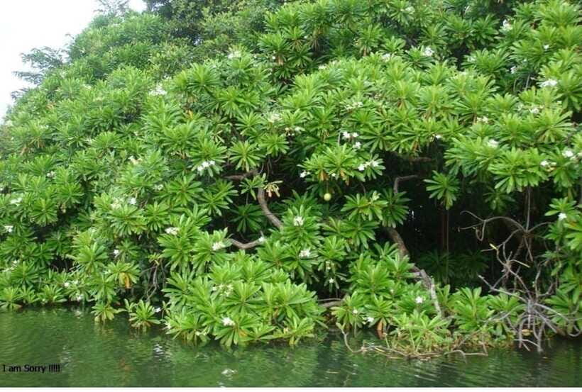 Colombo/Negombo: Muthurajawela & Dutch Canal Boat Adventure - Who This Tour Suits Best (and Who Might Want to Adjust)